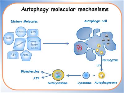 Autophagy and nutrigenomics: a winning team against chronic disease and tumors